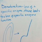 Enzyme denaturation on whiteboard, February 16 2022 lecture