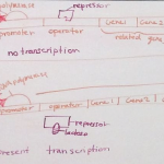 Gene expression on whiteboard, March 28 2022 lecture