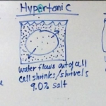 Tonicity on Whiteboard, February 7 2022 lecture