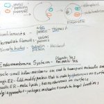 Cell notes on whiteboard, February 1 2022 lecture