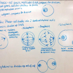 Mitosis on whiteboard, March 7 2022 lecture