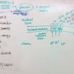 Photosynthesis notes on whiteboard, February 21 2022 lecture