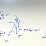Cellular respiration and genomes on whiteboard, February 4 2022 lecture