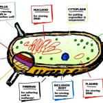 Cell anatomy (draft for Shmoop application); 2011