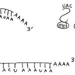 Translation - mRNA, tRNAs, ribosome; 2013