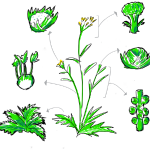 English mustard plant and descendants - cauliflower, broccoli, lettuce, Brussels sprouts, kale, fennel; 2019
