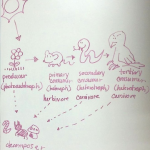 Food chain, April 25 2022 lecture