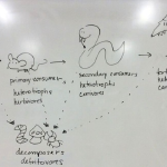 Food chain, October 27 2022 lecture