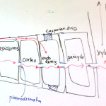 Root Nutrient Transport, April 16 2018 lecture