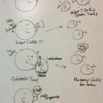 Cell-mediated immunity, March 10 2022 lecture