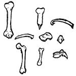 Bone shapes; 2012