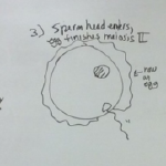Fertilization, March 6 2018 lecture