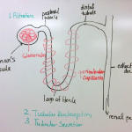 Nephron, February 12 2018
