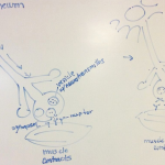 Neuromuscular junction and botulinum toxin, April 29 2022 lecture