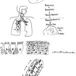 Respiratory system summary part 1; 2014, drafts for interview