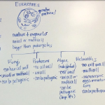 Microbe classification notes, August 16 2022 lecture